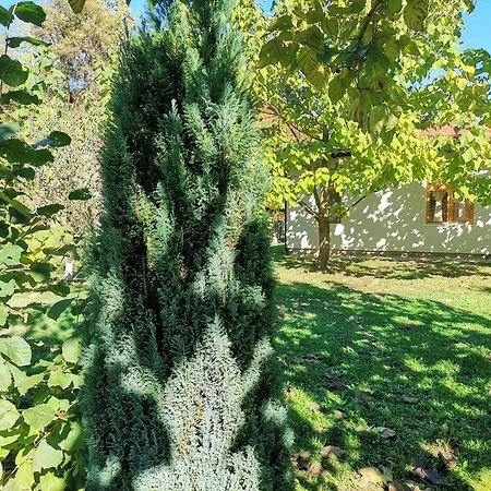 Quince Gradac * Valjevo