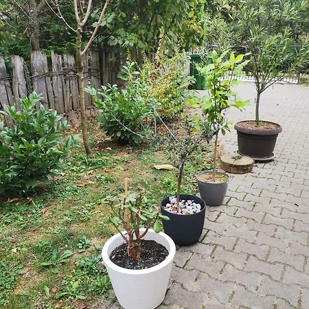 Quince Gradac فاليفو